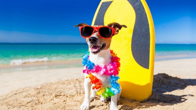 Lista de consejos para ir con tu perro a la playa: antes, durante y después