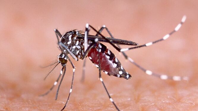 Un mosquito mata a una joven de 21 años y ahora pondrán una beca en su honor