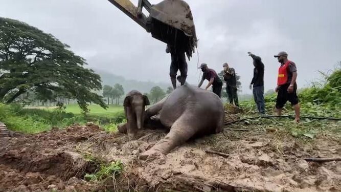 Rescatan a dos elefantes tras caer en una zanja en Tailandia