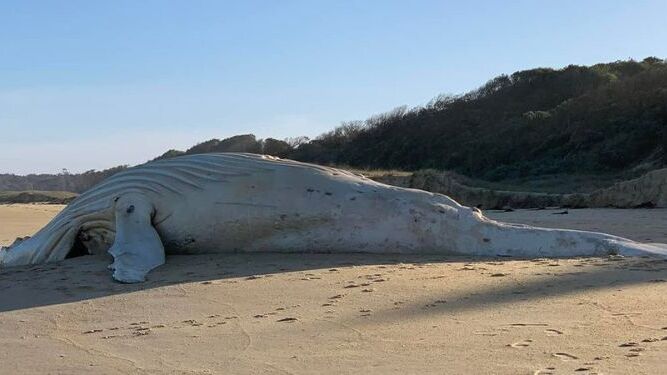 Encuentran muerta una ballena albina en una playa del sur de Australia