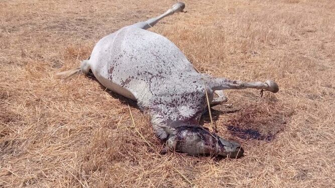 Crueldad animal: asesinan a tiros a tres yeguas embarazadas en Huelva&nbsp;