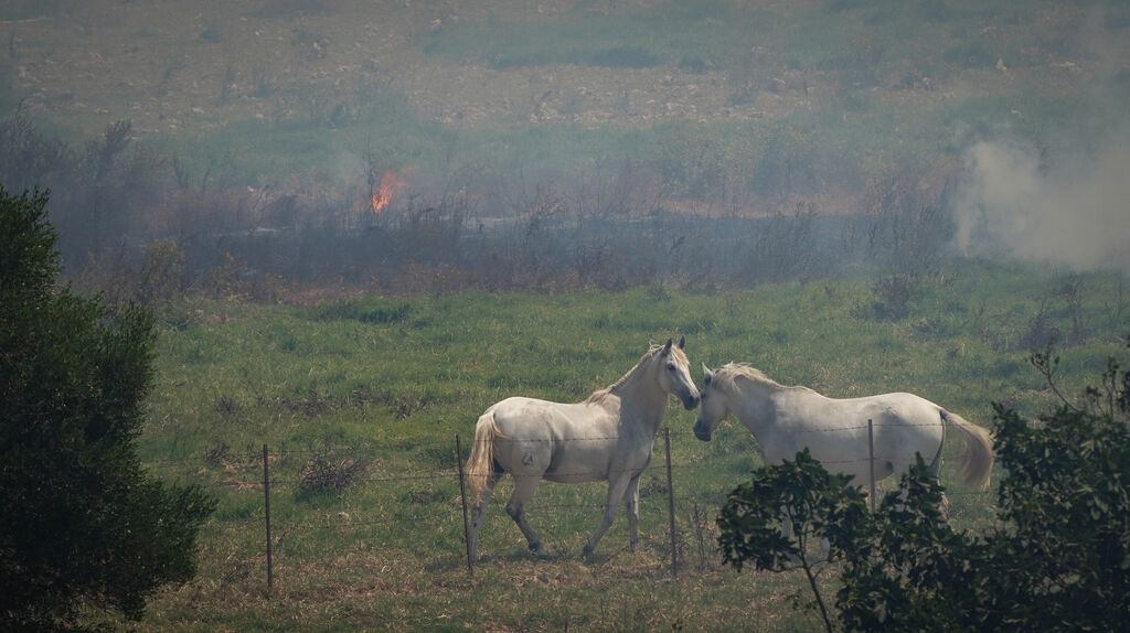 As&iacute; fue la salvaci&oacute;n de las llamas de una manada de caballos en La Teja