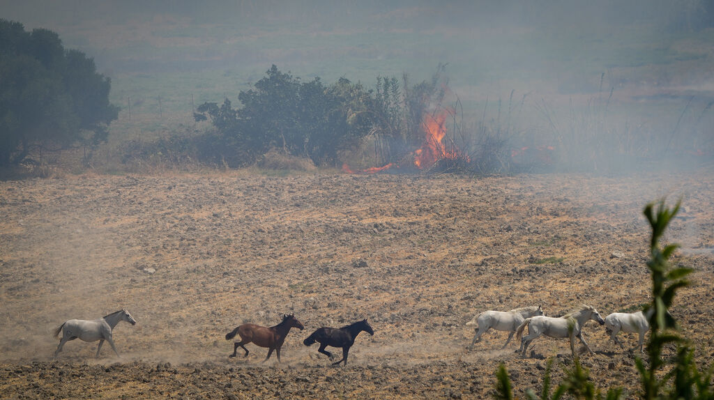 As&iacute; fue la salvaci&oacute;n de las llamas de una manada de caballos en La Teja