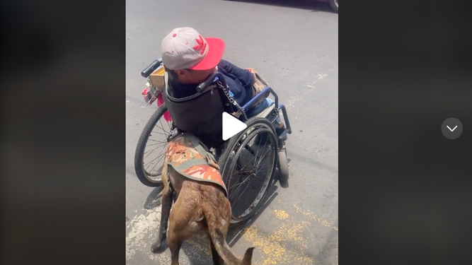 El tierno gesto de una perra al ayudar a su dueño con discapacidad a moverse en silla de ruedas tirando de él