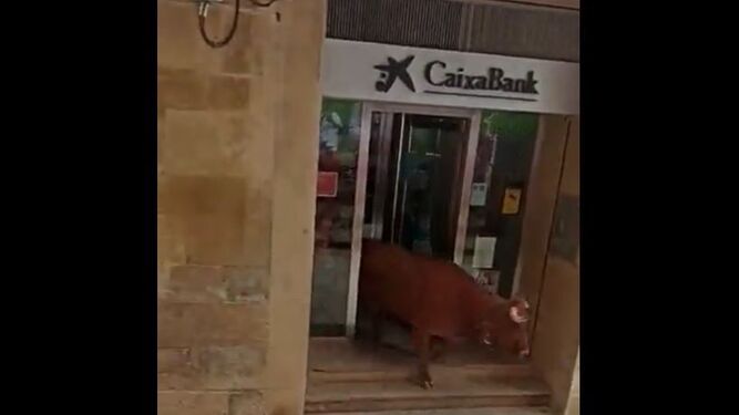 Imagen del toro saliendo de la sucursal de CaixaBank tras los esfuerzos de uno de los directores de lidia