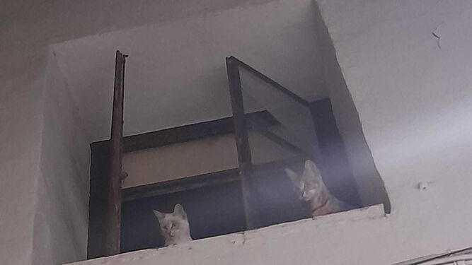 Imagen de dos de los gatos que se quedaron encerrados en la casa desde una de las ventanas, que también se cerró.