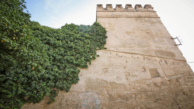 Una planta trepadora avanza por un lienzo de la muralla de la calle Muro.