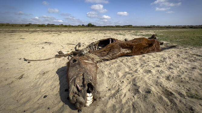 El cadáver de un caballo en el Parque Nacional de Doñana