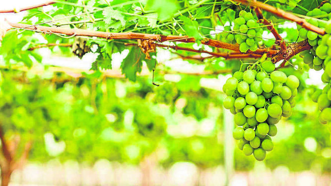 La firma murciana oferta  54 variedades de uva sin semilla