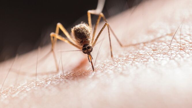 10 remedios naturales para aliviar las picaduras de mosquito
