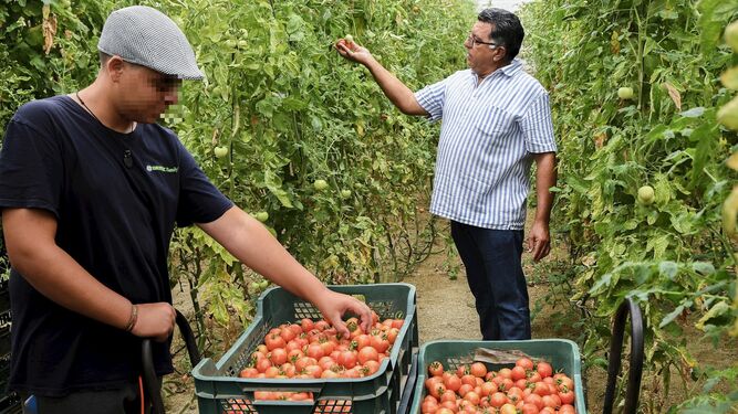 En Níjar se producen tomates de todos los tamaños y colores