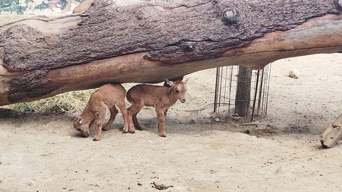 Las crías de Muflón del Atlas, en el Zoobotánico de Jerez.