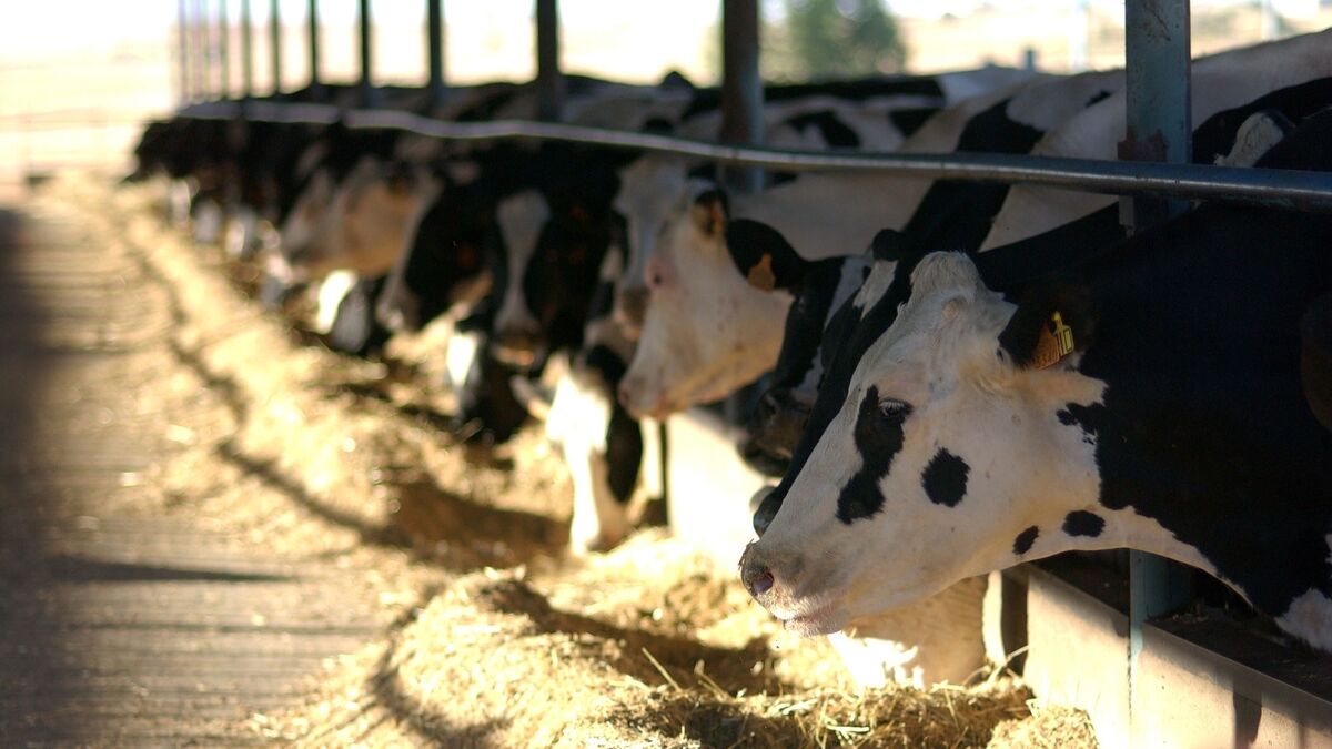 El sector lácteo sobrevive en Córdoba, pero continúa con la tendencia de perder músculo