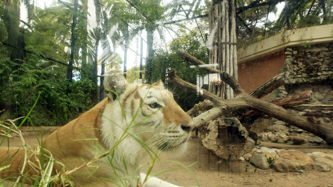 Un tigre en el zoo jerezano.
