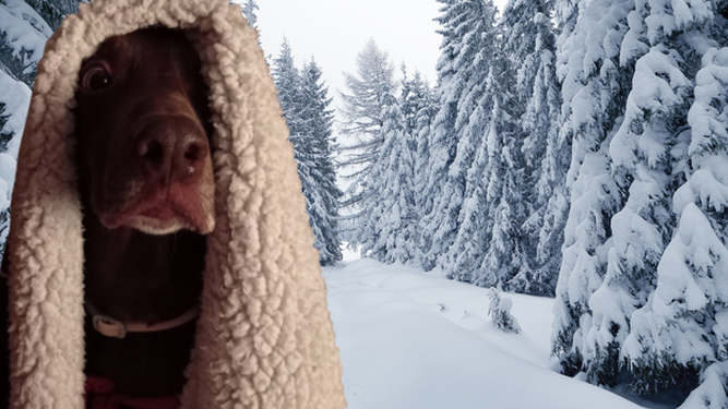 Cuidado con el frío y tu perro: esta es la temperatura mínima que llega a soportar tu mascota