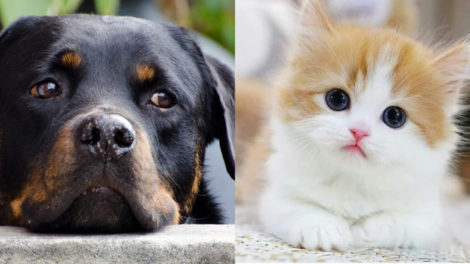 Los veterinarios advierten: la ley de bienestar animal no protegerá "como es debido"