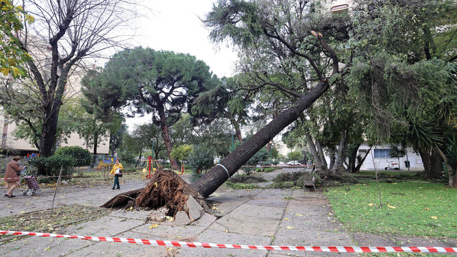 Un árbol arrancando por el tornado que sacudió Jerez el miércoles
