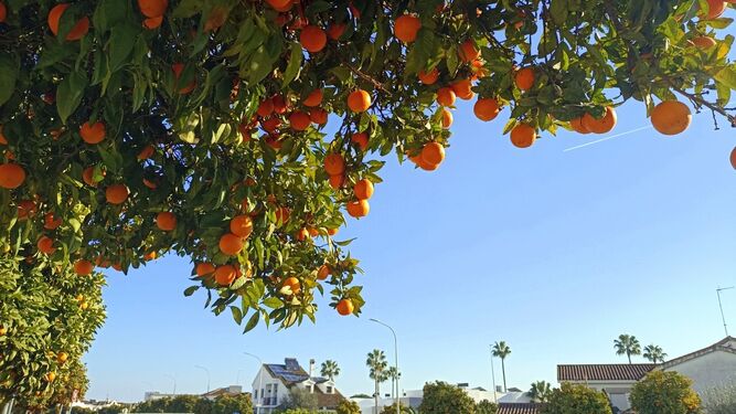 Árbol del mes: el naranjo agrio o amargo, según prefieran.
