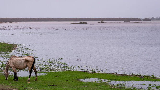 Imagen de la marismas de Doñana después de las lluvias del pasado diciembre.