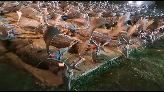 Animales abatidos en Villanueva del Rey.