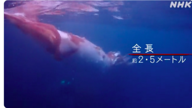Unos buzos encuentran un calamar gigante en la costa de Japón
