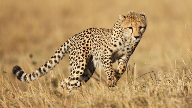 Acuerdo entre Sudáfrica y  la India para enviar guepardos a ese país