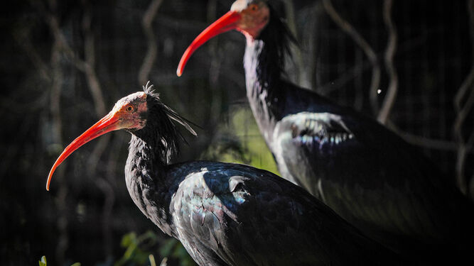 Varias ibis eremitas, del Zoo de Jerez.