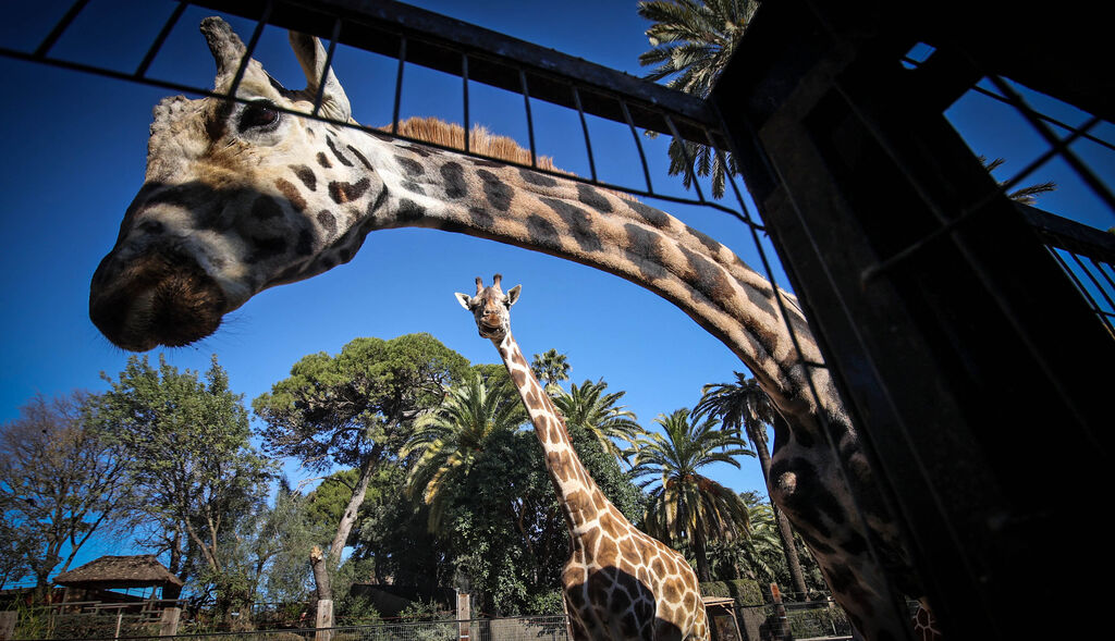 La especial mirada de los animales del Zoo de Jerez