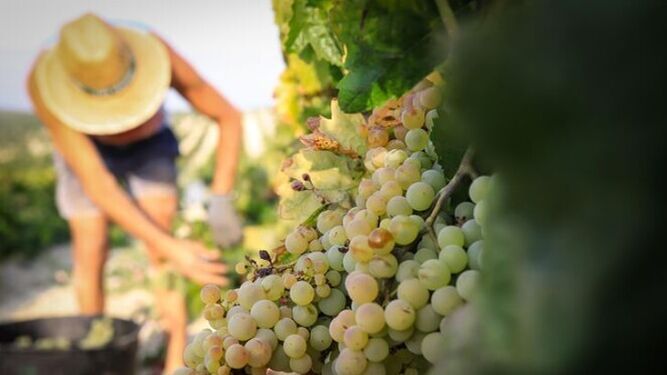 Corta de la uva en una viña del Marco a pleno sol.