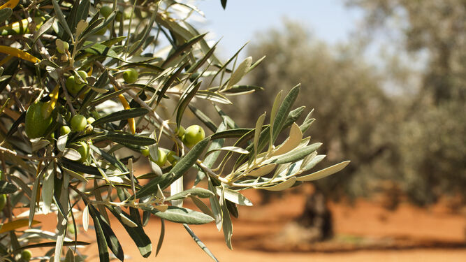 Cultivo de olivar.