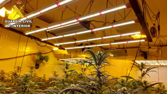 Desmanteladas dos plantaciones de marihuana indoor en Jerez y Sanlúcar