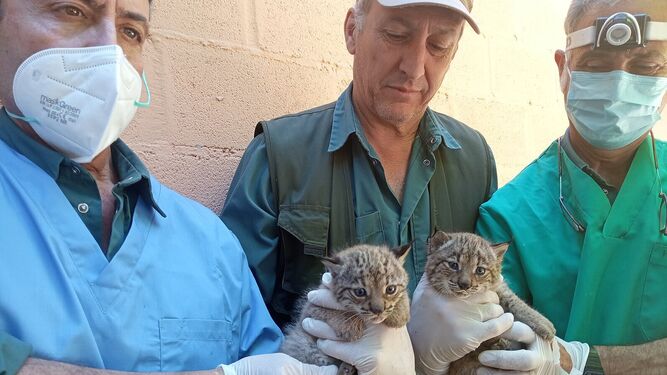 Profesionales del Zoo de Jerez realizan el chequeo a las dos nuevas linces.