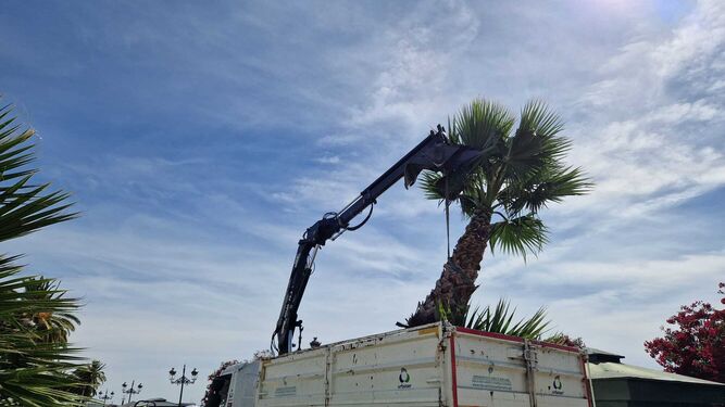 Un camión de Parques y Jardines,  retirando una de las palmeras washingtonias.