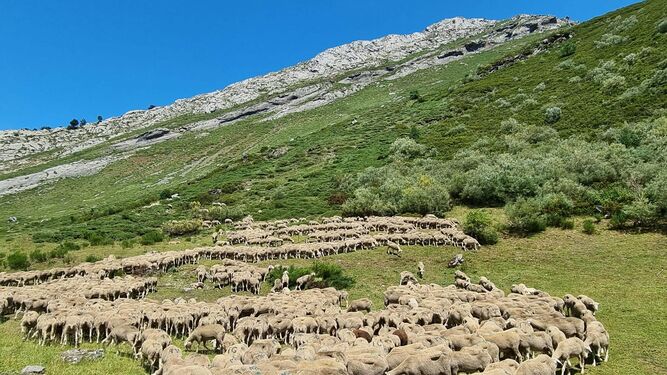 Rebaño de ovejas en régimen extensivo.