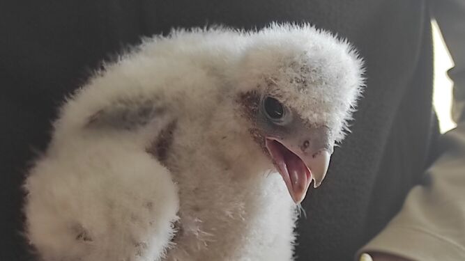 Cría de halcón nacida en Jerez tras la colocación de la anilla identificativa.