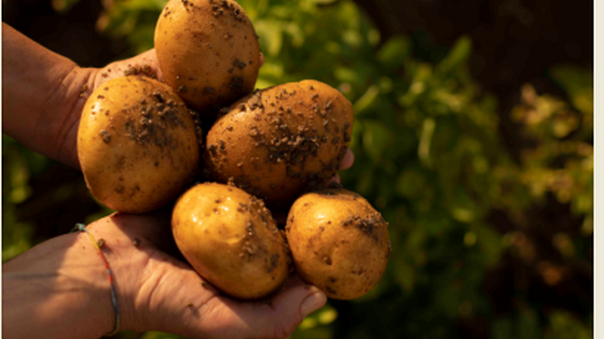 Patatas recién recogidas del campo.
