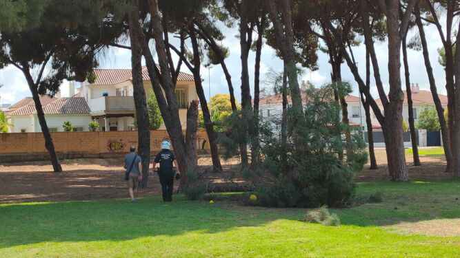 La parte del árbol que cayó sobre un niño en el parque Antonio Sanz Zamorano de Jerez