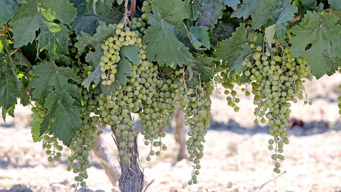 Racimos de uva en el viñedo del Marco, en pleno proceso de maduración.