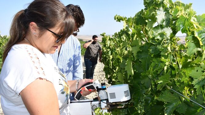 Trabajo de campo del proyecto de cultivo de uva ecológica en la Viña Dos Mercedes, de Williams & Humbert.