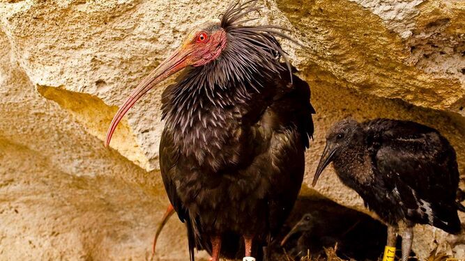 Dos ibis eremita anilladas para su seguimiento.