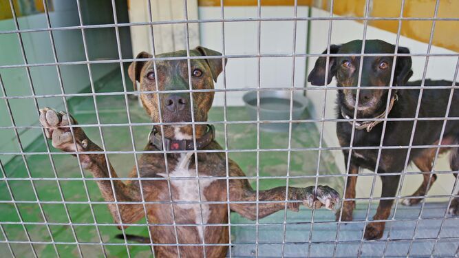 Perros en las instalaciones de una protectora de animales de Jerez.