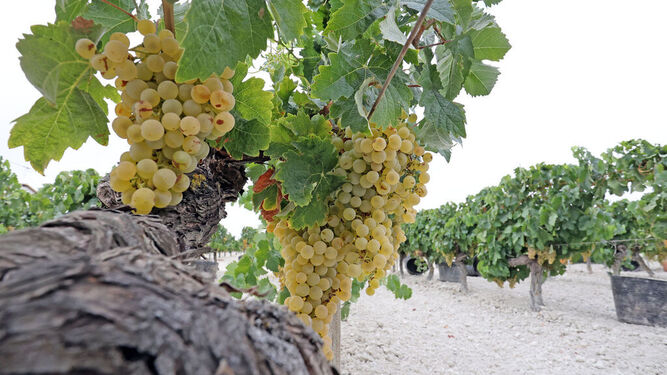 Racimos de uva palomino ya madura en un viñedo del marco de Jerez.