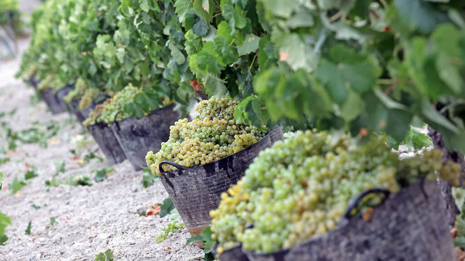 Capachos llenos de uva en un viñedo del marco de Jerez.