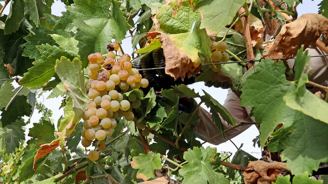 Racimos de uva en un viñedo del marco de Jerez.