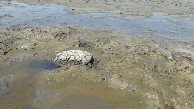 Imagen de uno de los animales afectado por la pérdida de agua en las lagunas del Parque Nacional de Doñana.