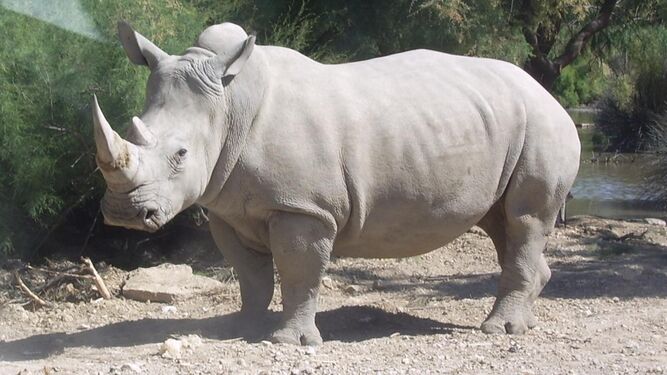 Rinoceronte blanco