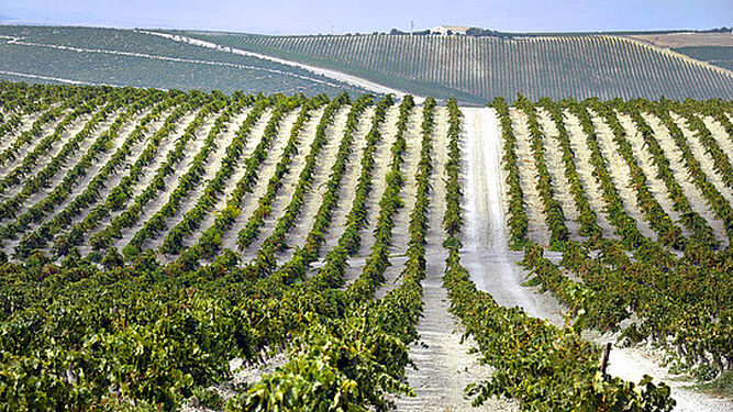 Imagen de una viña del Marco de Jerez