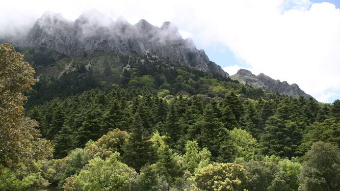 El pinsapar, en la Sierra de la Grazalema, una de las nueve reservas de la biosfera existentes en Andalucía.