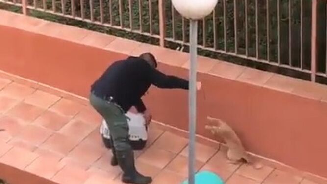 Un juzgado de Málaga investigará la muerte de una gata tras ser capturada con un lazo