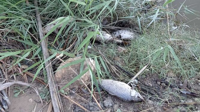 Aparecen peces muertos en la ribera del Guadalete.